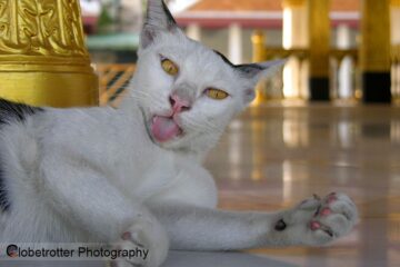 Bangkok - Street Photography
